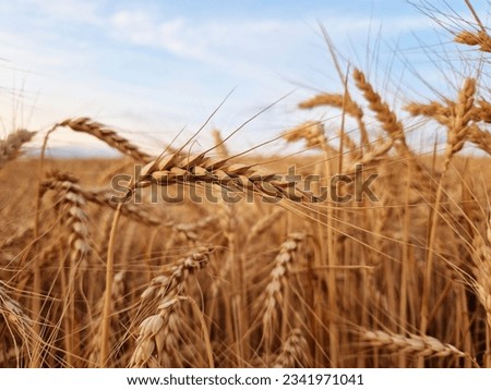 beautiful picture of agriculture wheat or barley or rye field in Slovakia. summer nature wallpaper. love nature. dry straw. growth. blue sky and clouds. romantic view. Royalty-Free Stock Photo #2341971041