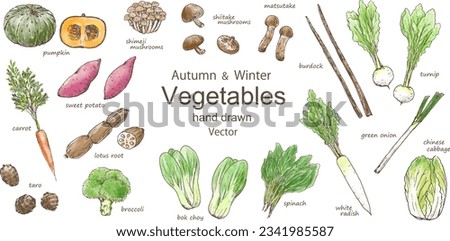 Vector illustration set of autumn and winter vegetables Royalty-Free Stock Photo #2341985587