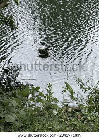 Duck in a lake near the edge of a forest