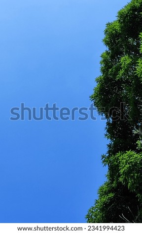trees and clear sky during the day