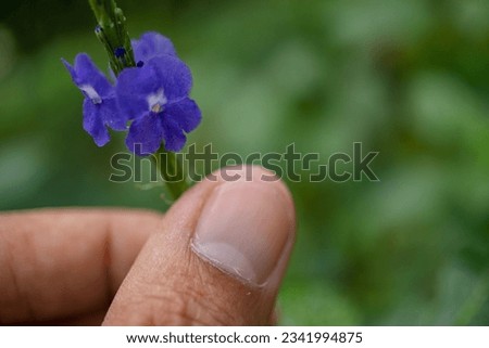 Man hold Stachytarpheta jamaicensis wild flower on the camping ground. The photo is suitable to use for botanical content media and flowers nature photo background.