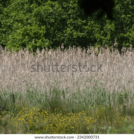 Reeds and wildflowers of a treelined riverbank Royalty-Free Stock Photo #2342000731
