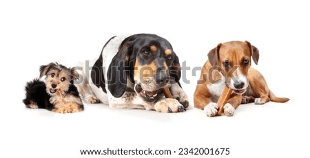 Group of dogs with chew sticks or dental chew bones. Happy dogs lying while eating and chewing bully stick, rawhide chew and yak cheese. Morkie, Bluetick Coonhound and Harrier mix. Selective focus. Royalty-Free Stock Photo #2342001675