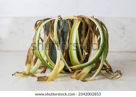 Dead and shriveled spider plant in plant pot Royalty-Free Stock Photo #2342002853