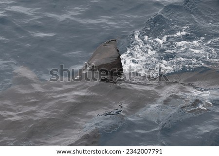 dorsal fin of great white shark, Carcharodon carcharias, swimming at the surface at the Neptune Islands, South Australia Royalty-Free Stock Photo #2342007791