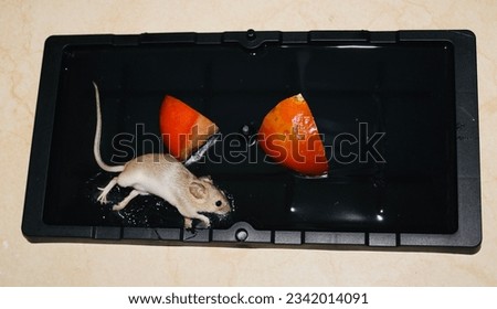 House rat disturb problem solved best easy solution gum board simple