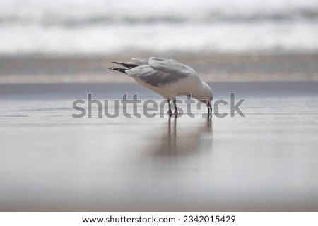 The Picture of White Seagull Bird put his mount on a sandy beach to find the food.