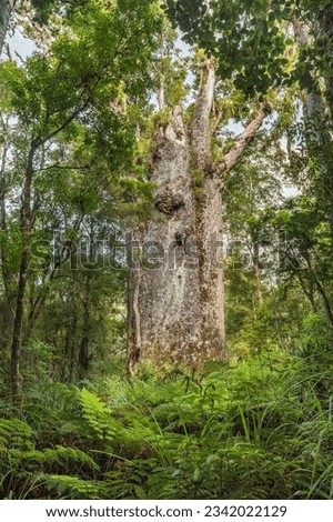 Te Matua Ngahere, father of the forest, very old and big Agathis australis (Agathis australis), Waipoua Forest, Northland, North Island, New Zealand Royalty-Free Stock Photo #2342022129