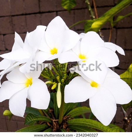 Plumeria Pudica, white flower, tropical sunshine plant with yellow spot on the center.