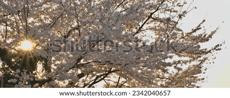 Japanese cherry blossoms in bloom
