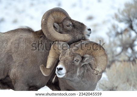 two chill bighorn sheep rams Royalty-Free Stock Photo #2342045559