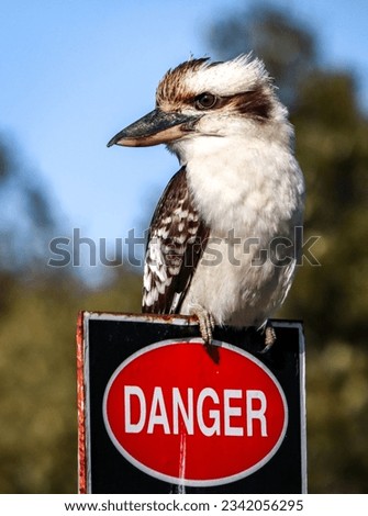Large Kookaburra sitting on sign