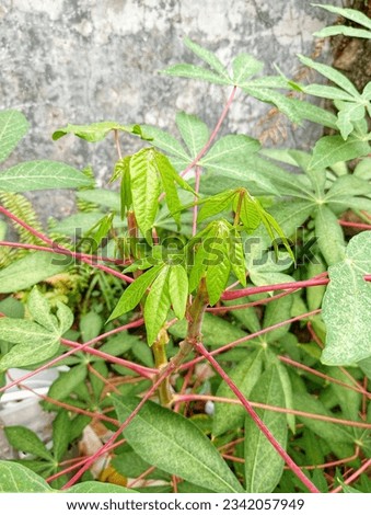 Cassava leaves in close-up picture