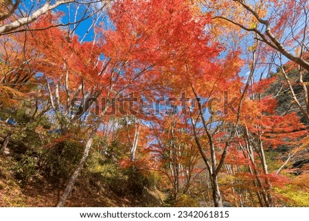 Autumn leaves in Kumamoto prefecture, Japan