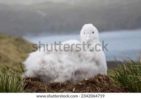 Downy wandering albatross chick; Elsehul, South Georgia