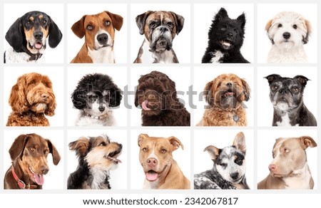 Set of dog head shots looking at camera on white background. Many cute dogs small to large. Coonhound, Labradoodle, Boxer, Pitbull, Havanese, Morkie, Zuchon, Cattle dog, Poodle. Selective focus. Royalty-Free Stock Photo #2342067817