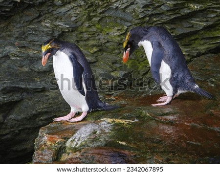 Macaroni penguin pair, on colorful rocks; Cooper Bay, South Georgia
