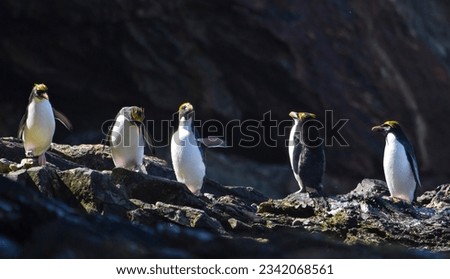 Macaroni penguins in rock alcove; Cooper Bay, South Georgia; Macaroni penguins sunlit, against dark rock; Cooper Bay, South Georgia