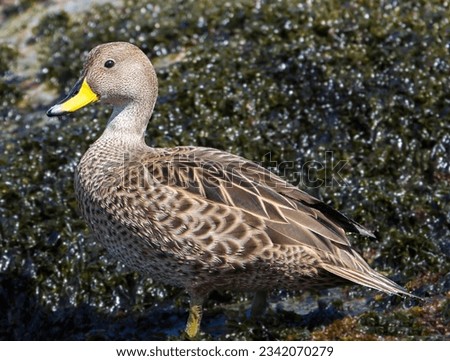 Pintail duck pair, against speckled background; Cooper Bay, South Georgia; Pintail duck portrait; Cooper Bay, South Georgia