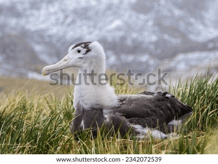 Wandering albatross chick shedding its down coat; Elsehul, South Georgia; Wandering albatross chick stretching wings; Elsehul, South Georgia; Wandering albatross chick stretching wings; Elsehul, South