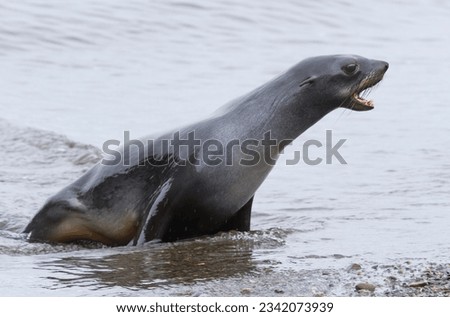 Aggressive fur seal, landing on beach; South Georgia