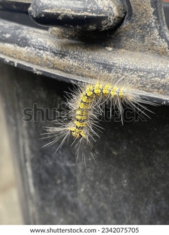 The name of the larvae that hatch from the eggs of various insects. It has a soft jointed body that moves by creeping.