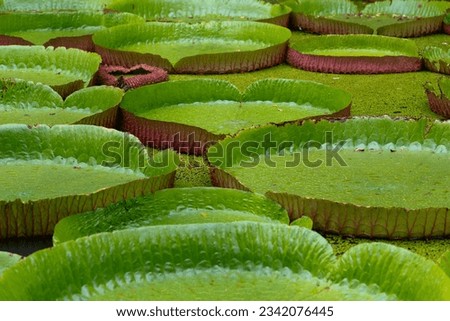 Victoria amazonica also called Victoria regia is a species of flowering plant, the second largest in the water lily family Nymphaeaceae. Its native region is tropical South America Royalty-Free Stock Photo #2342076445