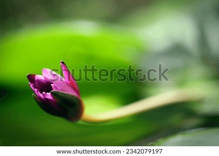 Selective focus on bowed down wilted pink lotus flower isolated on blurry green background