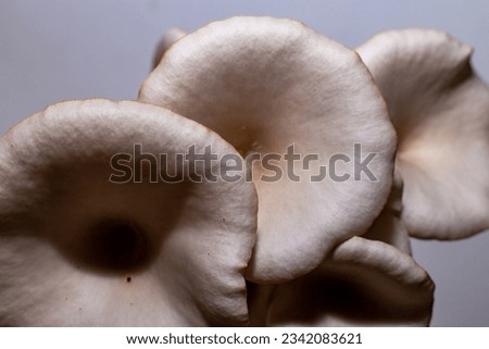 Growing Mushrooms at Home. Cultivated grey oyster mushrooms on a farm. Oyster mushrooms growing out of the lump bag.