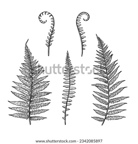 hand drawn fern illustration. fern outline sketch. leaves of ferns. Black isolated prints of fern leaves on the white background. Vector illustration. Set of fern leaves line art drawing. Royalty-Free Stock Photo #2342085897