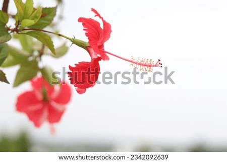 A Hibiscus flower with isolated background in a selective focus 