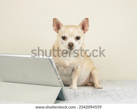 Portrait of brown short hair Chihuahua dog sitting on bed and white background, looking at digital tablet screen. Animal and technology concepts.