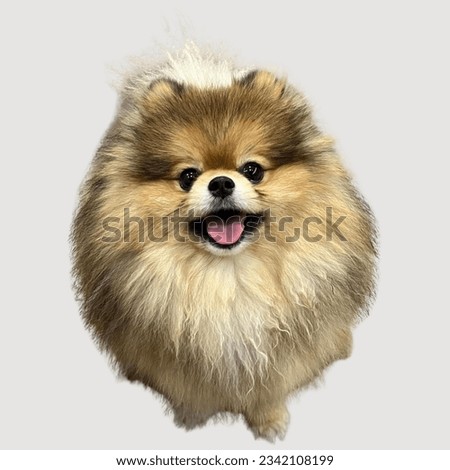 Pomeranian, female, cute, white background