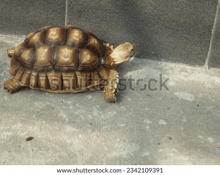 
A light brown turtle is on the floor of a cage at the zoo.