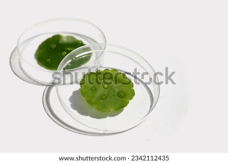 Centella asiatica (gotu kola). Fresh green leaves herb plant in petri dishes on white background. Royalty-Free Stock Photo #2342112435