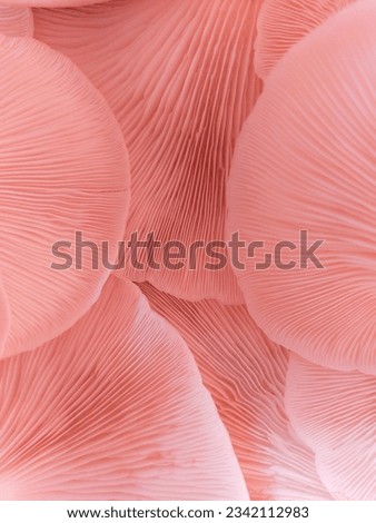 Texture paradise: Glimpse the underside of Oyster mushrooms. Royalty-Free Stock Photo #2342112983