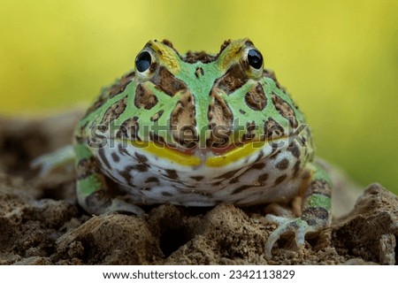 Ceratophrys or Pacman Frog is native to South America.  Royalty-Free Stock Photo #2342113829