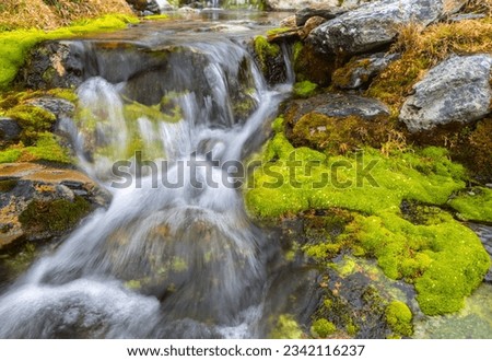 Moss patch in brown grass, Godthul, South Georgia; Stream flowing through luminous mosses; Godthul, South Georgia; Water trickles in luminous moss; Godthul, South Georgia