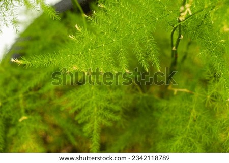 asparagus in a pot, green leaves background Royalty-Free Stock Photo #2342118789