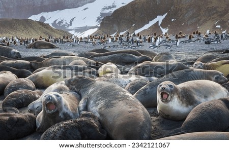 Elephant seals and penguins; Gold Harbour, South Georgia