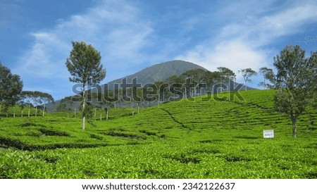 Mount Dempo seen from a tea plantation in the city of Pagaralam, South Sumatra. The photo was taken by Willem Tasiam, a marathon climber
