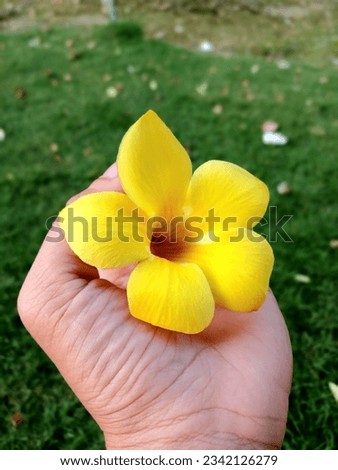 A picture of allamanda is an ornamental plant that is commonly referred to as the alamanda flower and is also often referred to as the golden trumpet flower, yellow bell flower, or buttercup flower