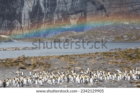 Penguins on backlit wet sand; Gold Harbour, South Georgia; Penguins on wet sand beach; Gold Harbour, South Georgia; Penguins under rainbow; Gold Harbour, South Georgia