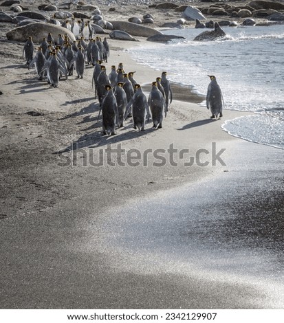 Penguins on backlit wet sand; Gold Harbour, South Georgia; Penguins on wet sand beach; Gold Harbour, South Georgia; Penguins under rainbow; Gold Harbour, South Georgia