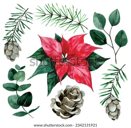 watercolor drawing, set of christmas plants. poinsettia flower, eucalyptus leaves, fir branches and cones on a white background