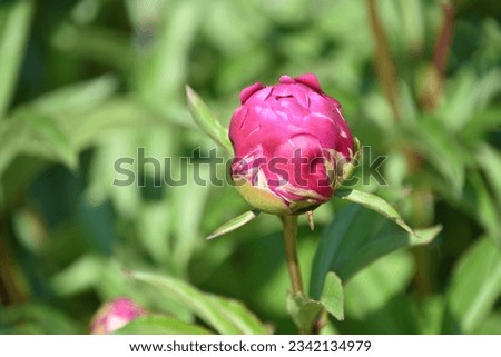Beautiful lone budding pink peony flowers in a summer garden.