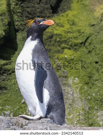 Line of macaroni penguins climbing cliff; in mid-hop; penguin snarling; Macaroni penguin, head-on portrait; pink feet reflection; portrait on green; side-on portrait; jumping from ocean; Hercules Bay,
