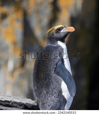 Line of macaroni penguins climbing cliff; in mid-hop; penguin snarling; Macaroni penguin, head-on portrait; pink feet reflection; portrait on green; side-on portrait; jumping from ocean; Hercules Bay,