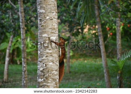 Southern Amazon red squirrel (Sciurus spadiceus)