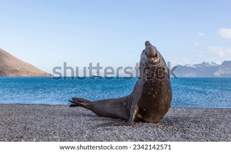 Elephant seal hareem, on the beach; Friendly scratch; juvenile elephant seals, Happy elephant seal;  Three cute weaners; Jason Harbour, South Georgia Royalty-Free Stock Photo #2342142571